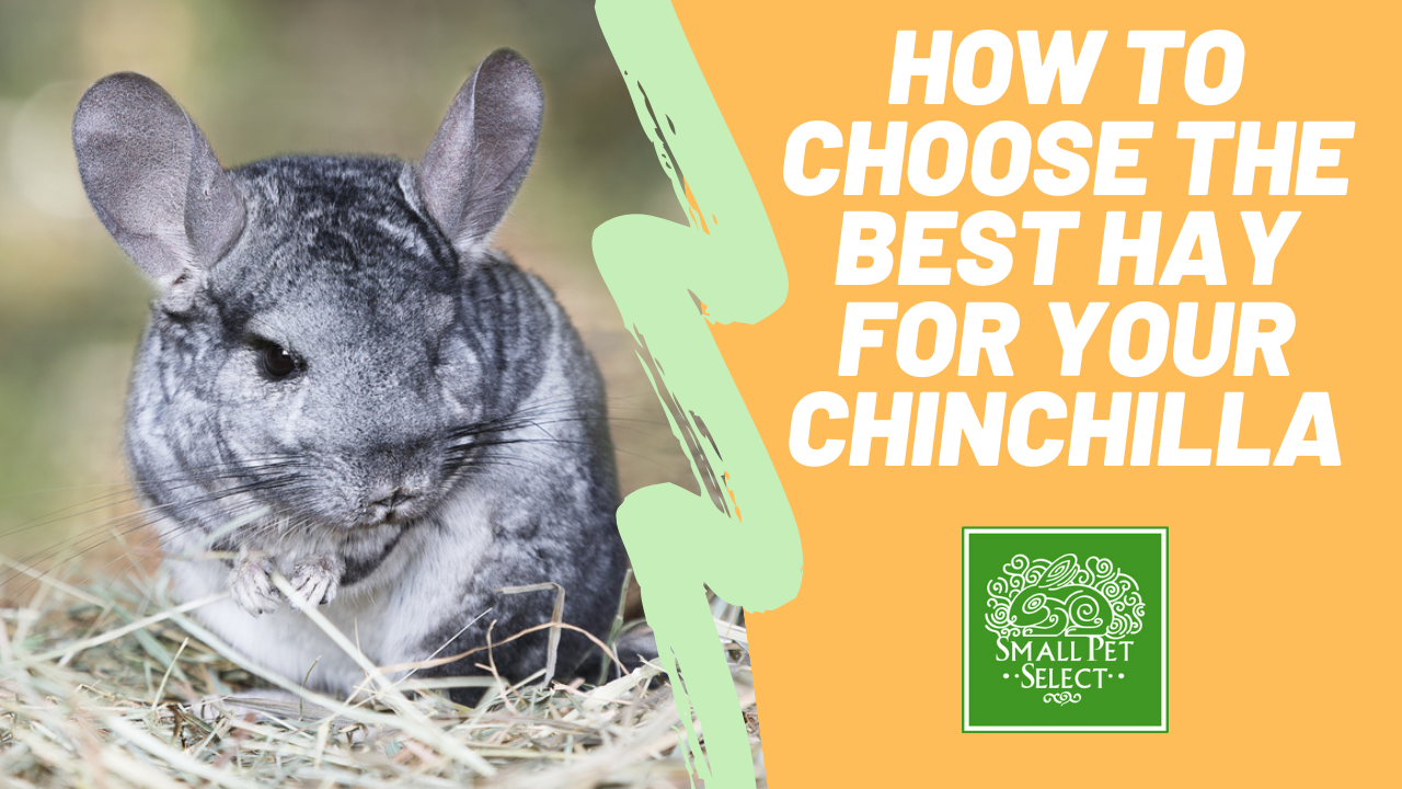 Best treats hotsell for chinchillas