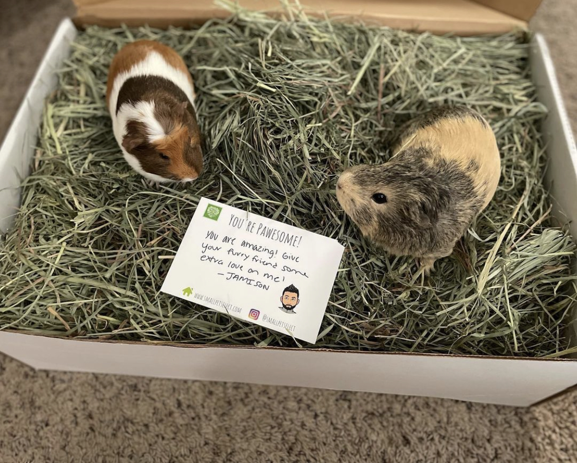 guinea pig supplies