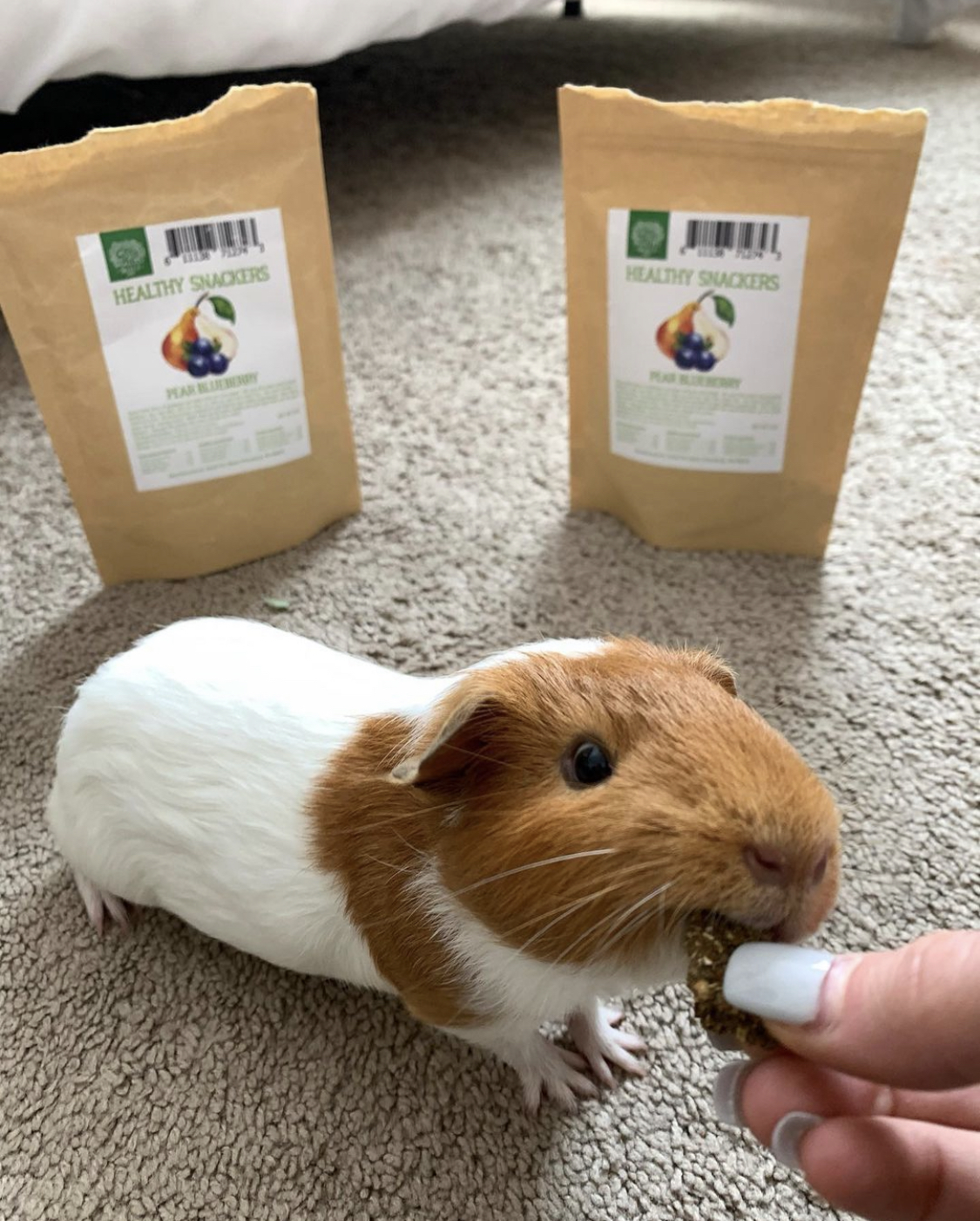 guinea pig treats