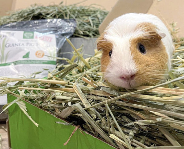 Guinea Pig Food Doesn't Need To Be Restricted! Here's Why | Small Pet ...