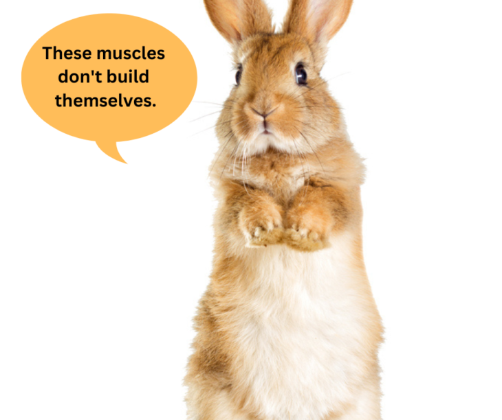 Rabbit Toys 101 The 5 Essentials To Keep Them Active Small Pet