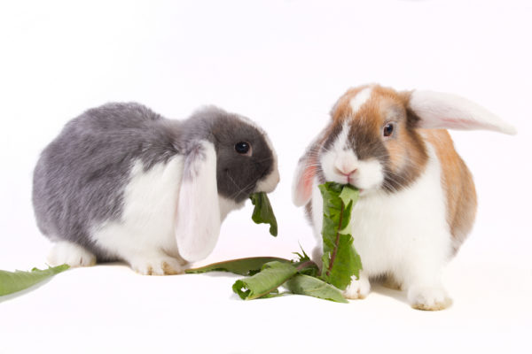 Warning: Avoid This When Bonding Rabbits | Small Pet Select Blogs ...