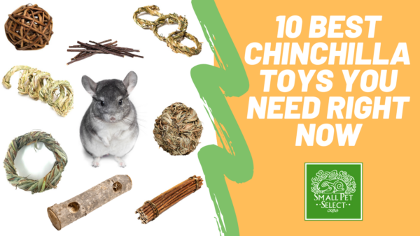 best chinchilla toys