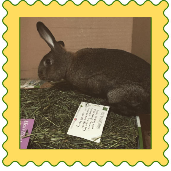 March 25, 2023 WCHOLIDAY Small Pet Select