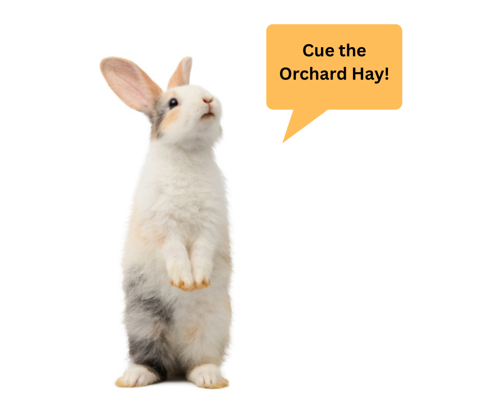 what is orchard hay?