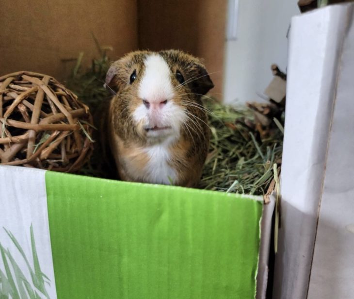 The Ultimate Guide To Guinea Pig Toys Small Pet Select Blogs Small