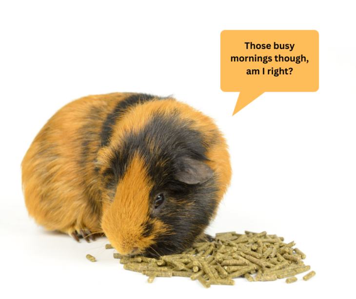 Guinea Pig Owners! Are You Not Feeding Your Guinea Pigs Enough Fresh