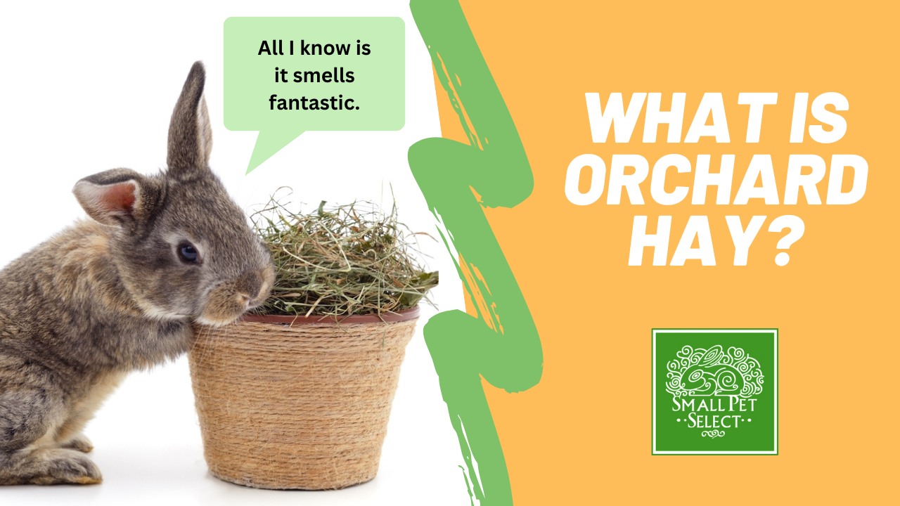 Orchard hay for outlet rabbits