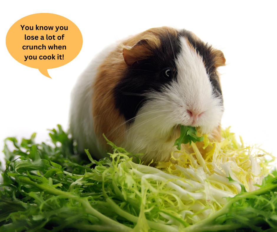 guinea pig fresh food