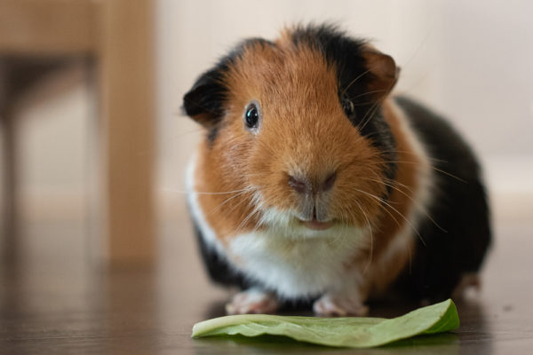 Guinea Pig Food Doesn’t Need To Be Restricted! Here’s Why | Small Pet ...