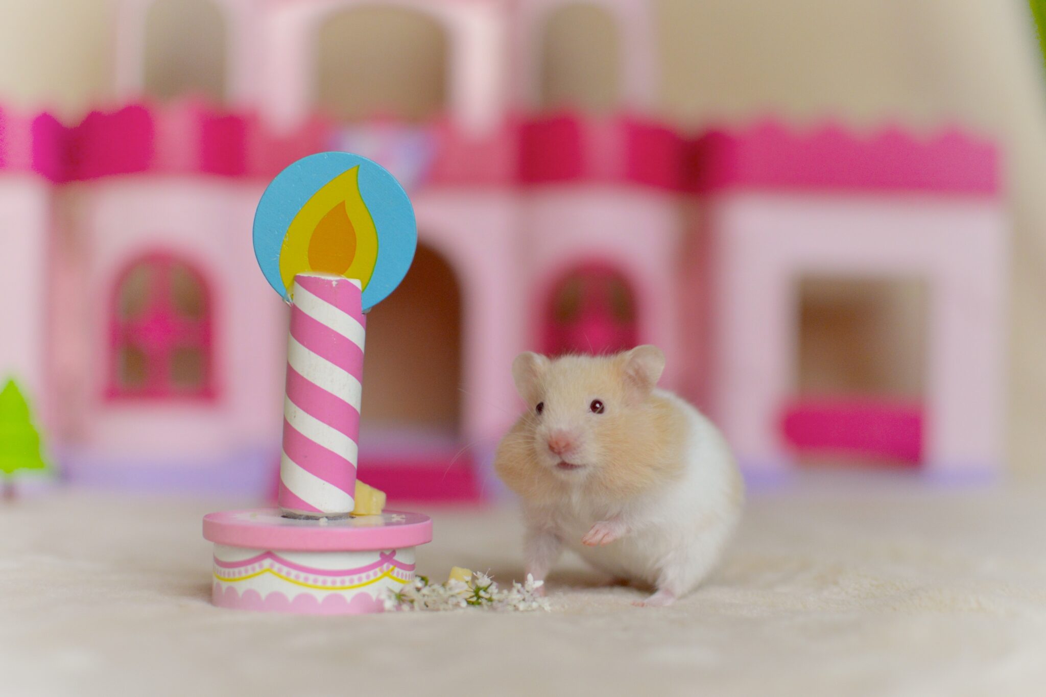 March 25, 2023 WCHOLIDAY Small Pet Select