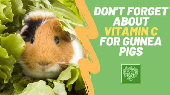 Reminder Foods High In Vitamin C For Guinea Pigs are VERY