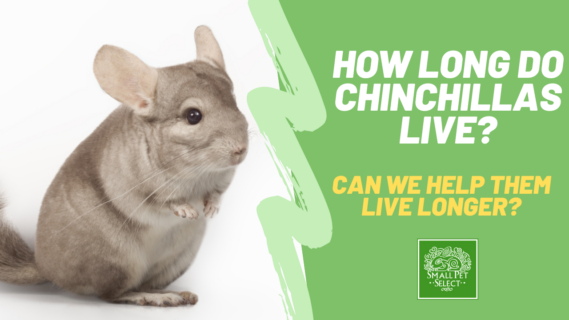 how long do chinchillas live?
