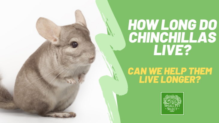 How Long Do Chinchillas Live? (And Can We Help Them Live Longer
