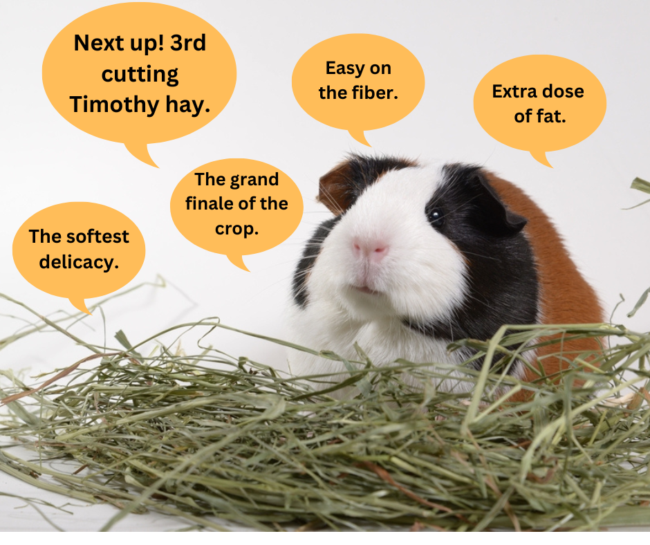 3rd cutting Timothy hay