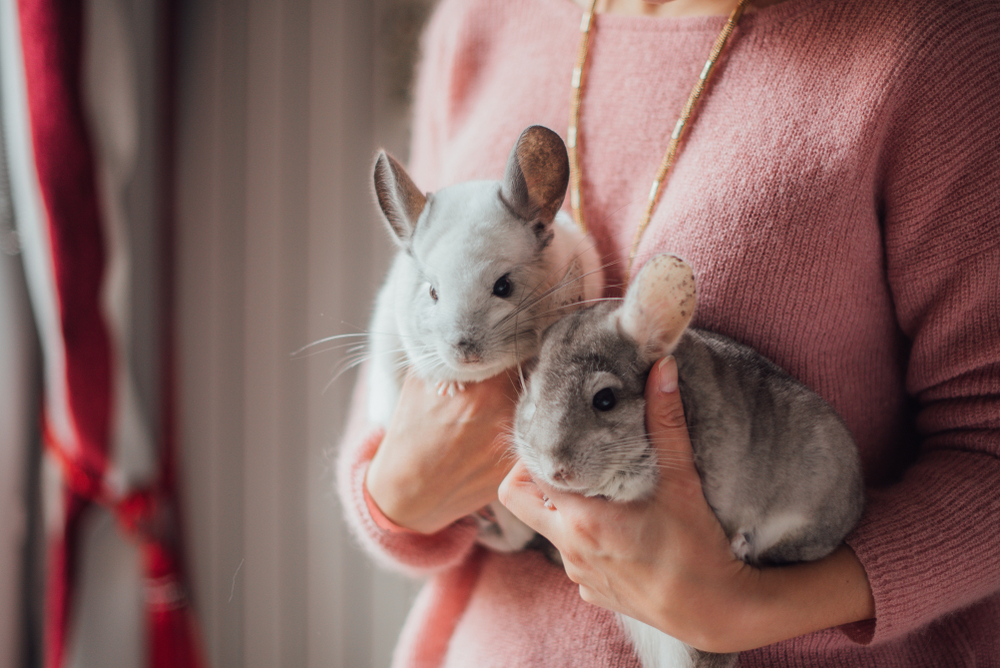 how long do chinchillas live