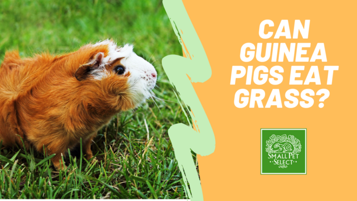 Pop Quiz! Can Guinea Pigs Eat Grass? | Small Pet Select Blogs | Small ...