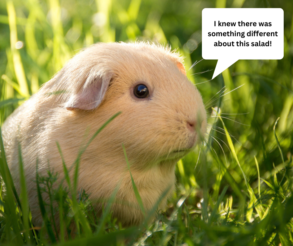 Can guinea pigs eat grass?