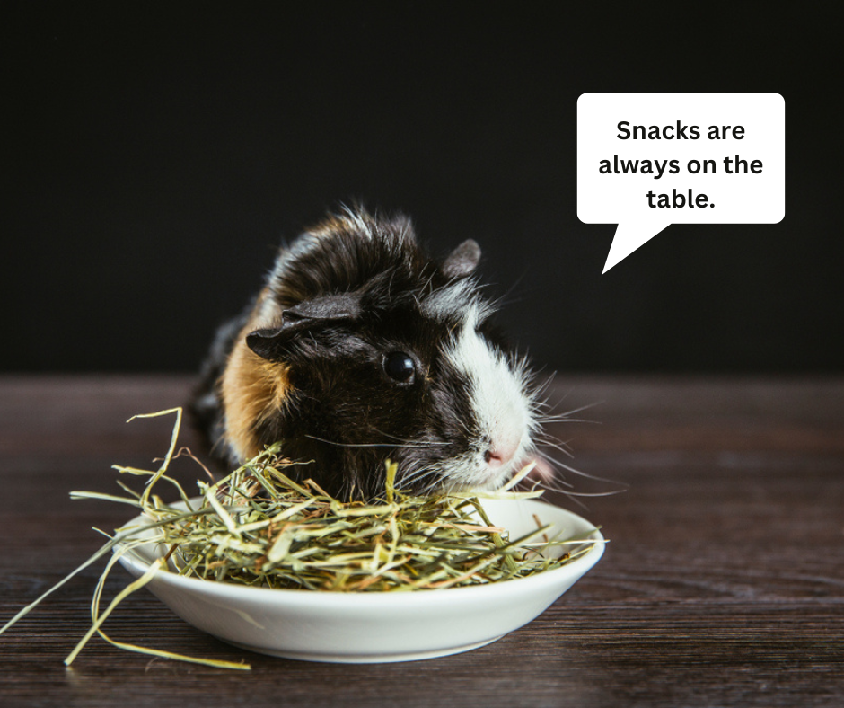 why do guinea pigs eat so much