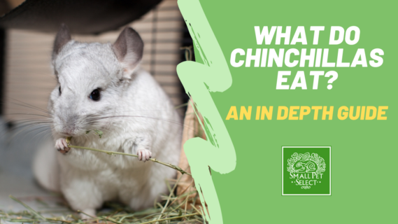 what do chinchillas eat?