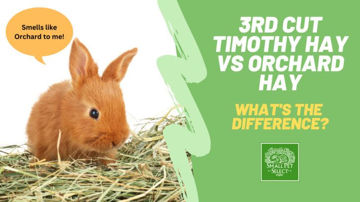 3rd Cut Timothy Hay Vs Orchard Hay. What’s the Difference? | Small Pet ...