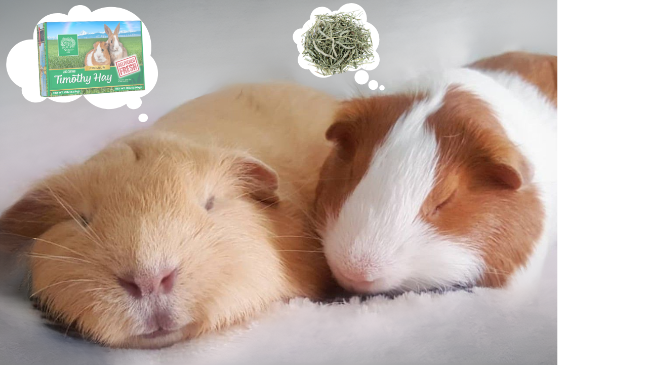 Fact or Fiction: Do Guinea Pigs Hibernate