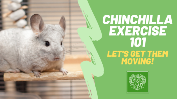 chinchilla exercise