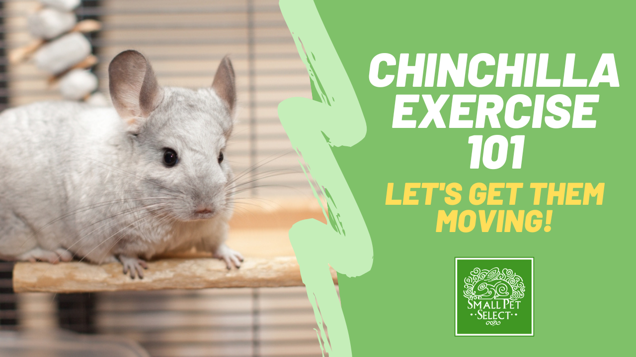 Chinchilla Exercise 101: A Guide To Promoting Physical Activity