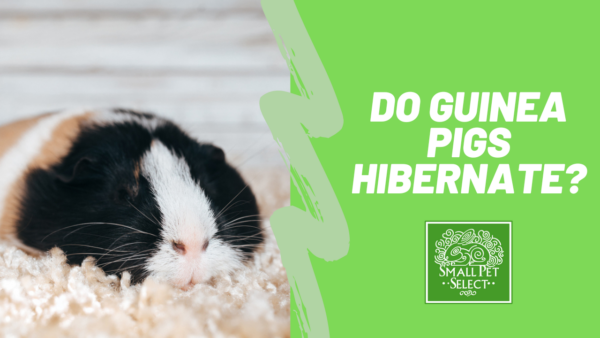 Do Guinea Pigs Hibernate?