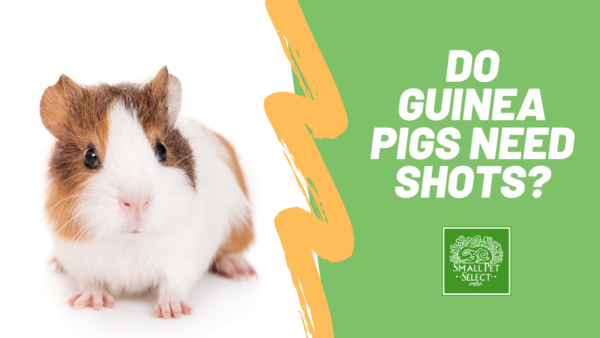 Do guinea pigs need shots?