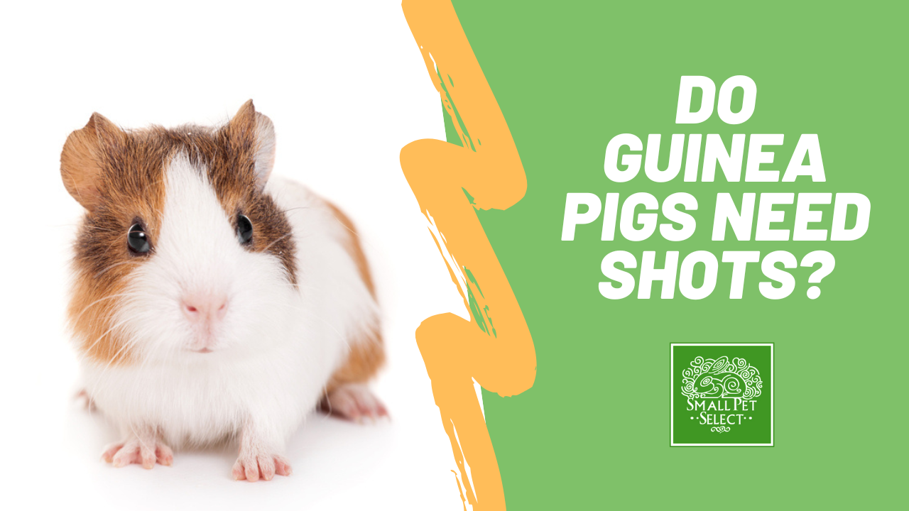 Guinea pig best sale very lethargic