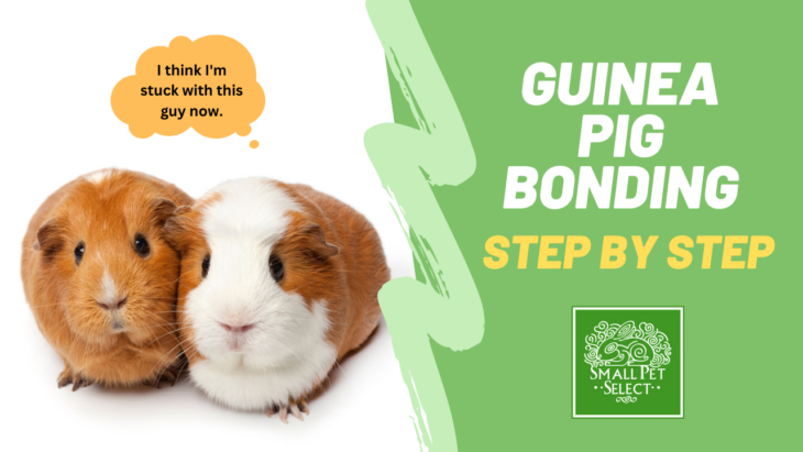 Guinea Pig Bonding: A Step-By-Step Guide | Small Pet Select Blogs ...