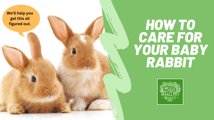 How To Care For Your Baby Rabbit: Do’s And Don’ts | Small Pet Select