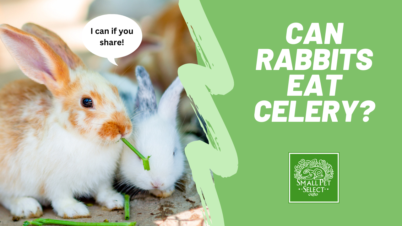 Crunchy Conundrum: Can Rabbits Eat Celery? | Small Pet Select Blogs | Small  Pet Select