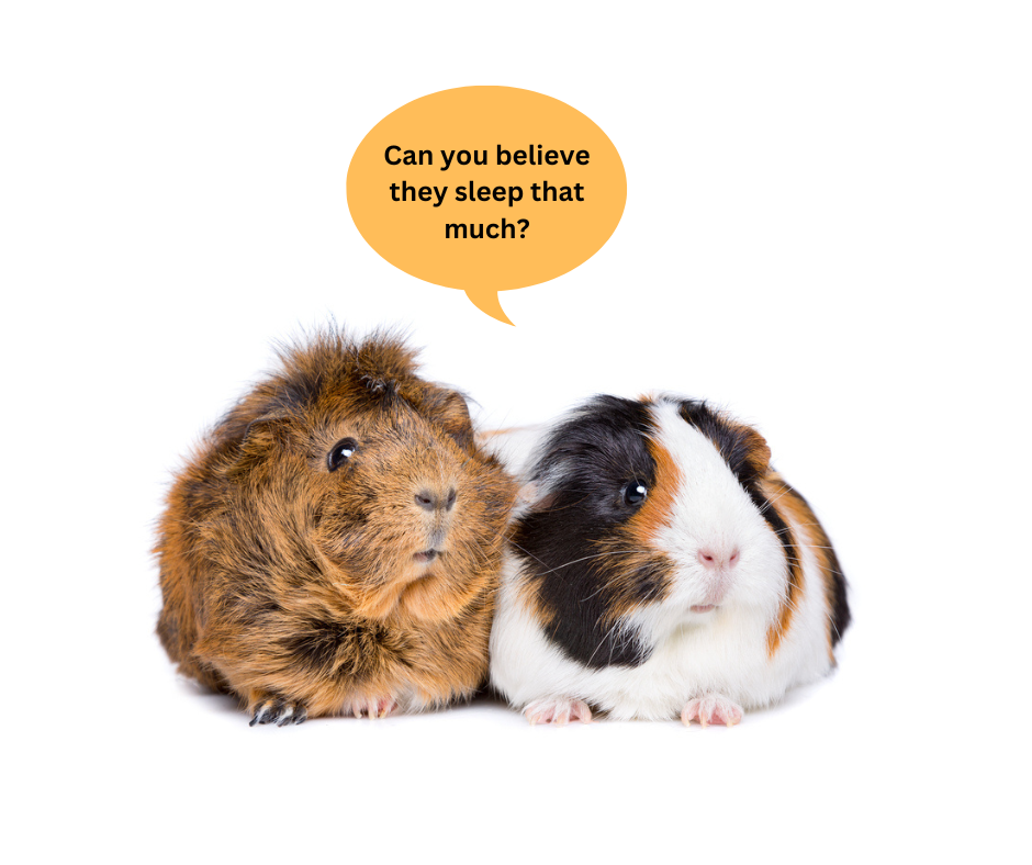 Hamsters vs Guinea Pigs: Which One Is Best for You?