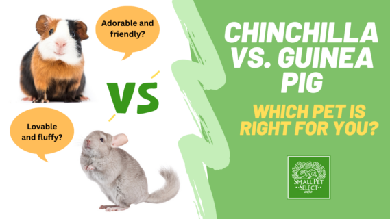 chinchilla vs guinea pig