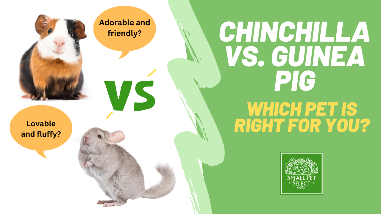 Chinchilla VS. Guinea Pig: Which Pet Is Right For You? | Small Pet Select  Blogs | Small Pet Select