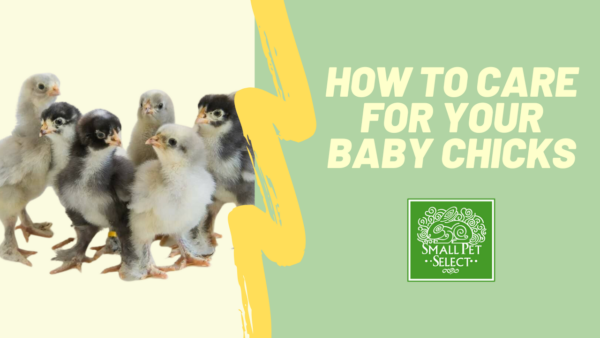 How To Care For Your Baby Chicks