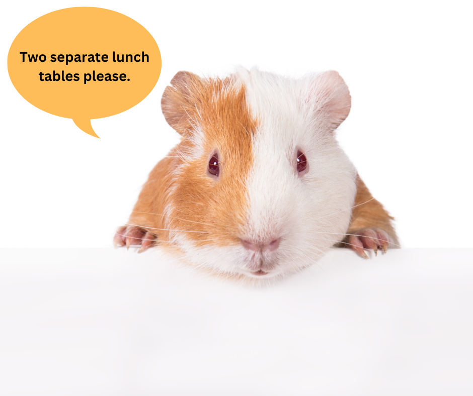 Guinea Pig Or Hamster? Which Is Right For You? Learn The 7 Key Differences