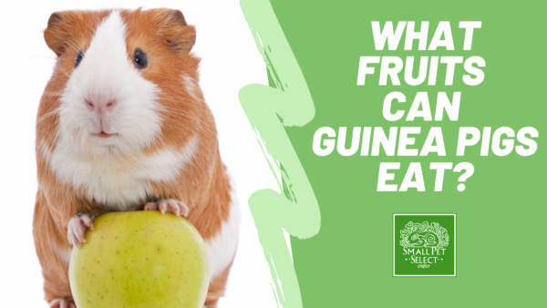 What fruits can guinea pigs eat?