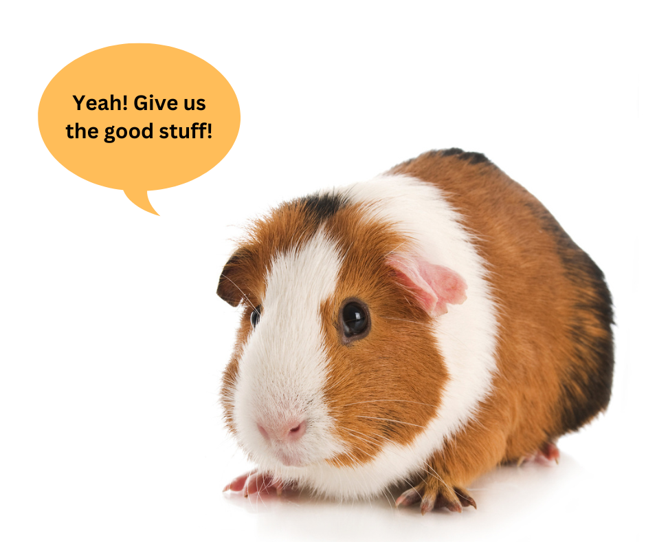 What fruits can guinea pigs eat?