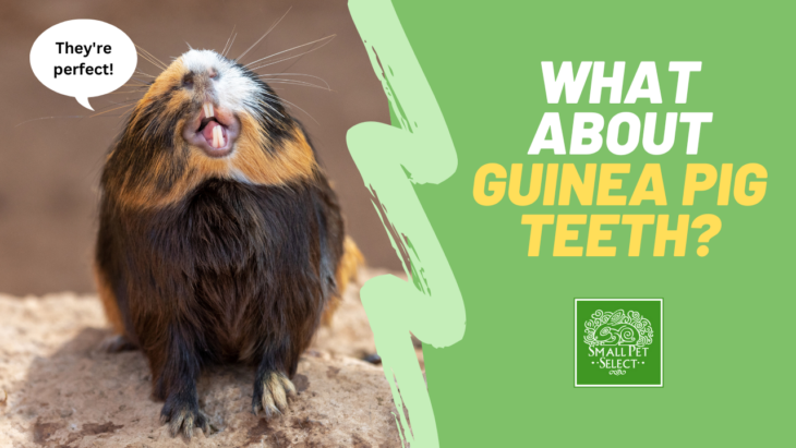 Guinea Pig Teeth: Everything You Need To Know | Small Pet Select Blogs ...