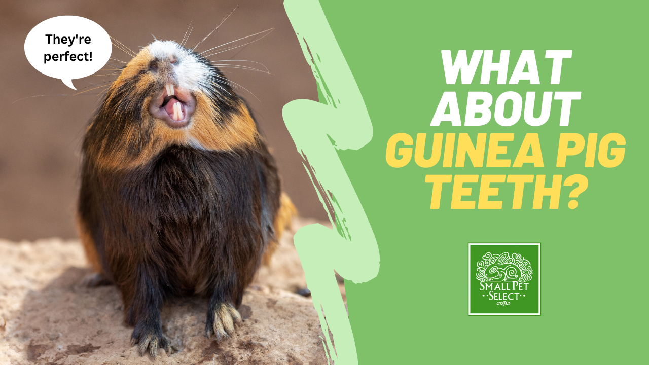 Guinea Pig Teeth Everything You Need To Know Small Pet Select Blogs