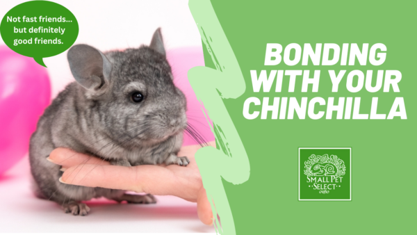 bonding with your chinchilla