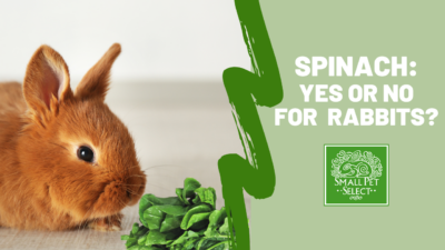 Can Rabbits Eat Spinach? Small Pet Select Blogs Small Pet Select