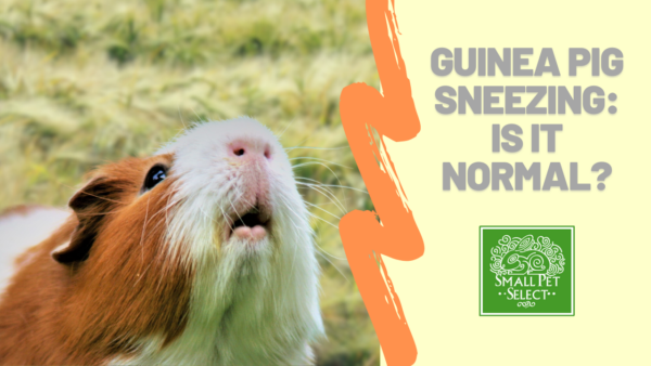 Do Guinea Pigs Sneeze?