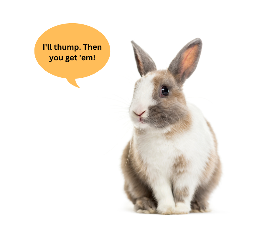 rabbit thumps