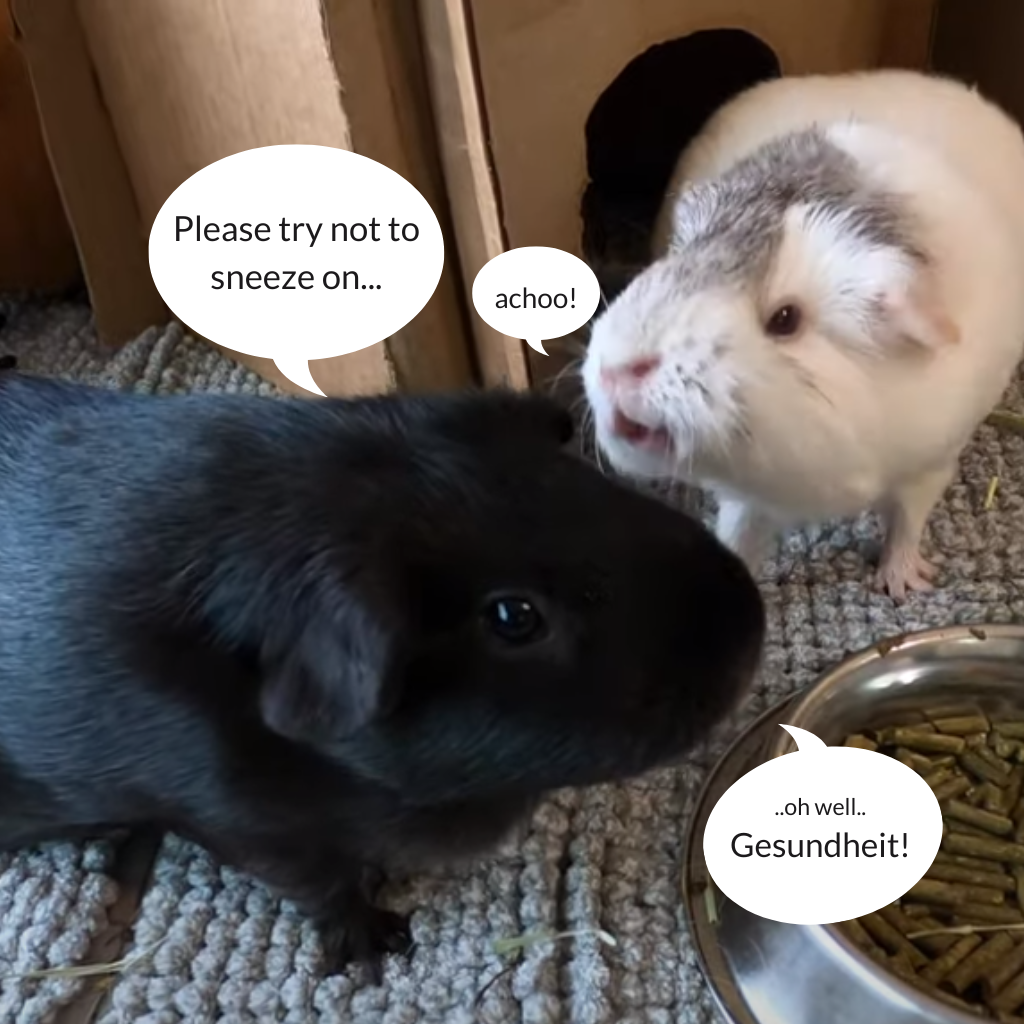 Is guinea pig sneezing normal?