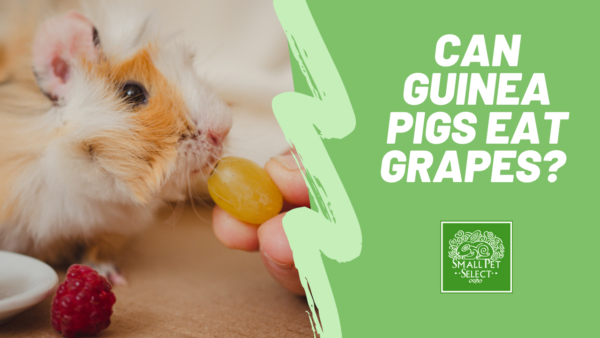 can guinea pigs eat grapes?