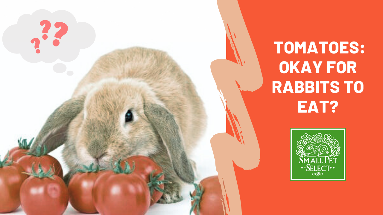 Can Rabbits Eat Tomatoes? | Small Pet Select Blogs | Small Pet Select